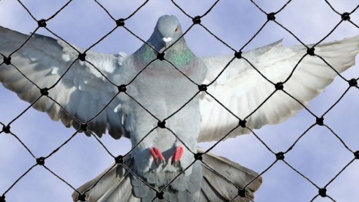 Anti Bird Net in Narayanaguda 