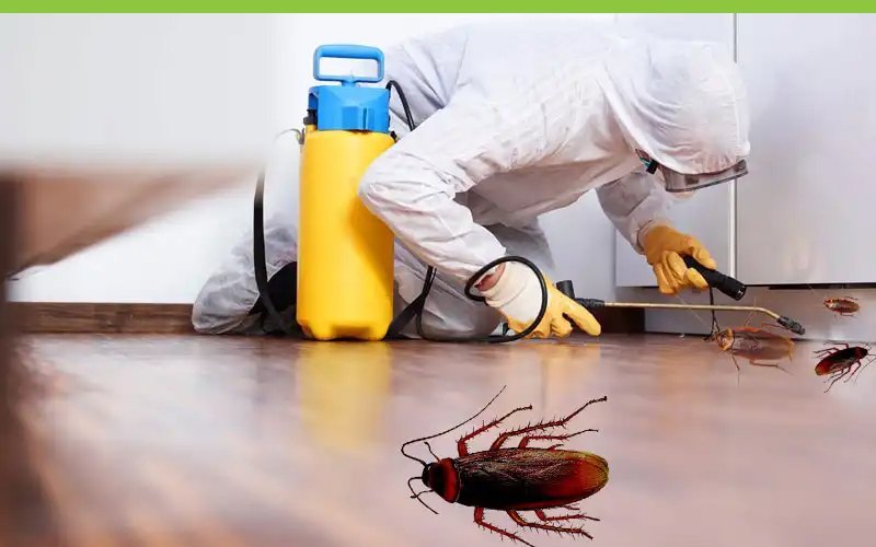 Pest Control Services in  