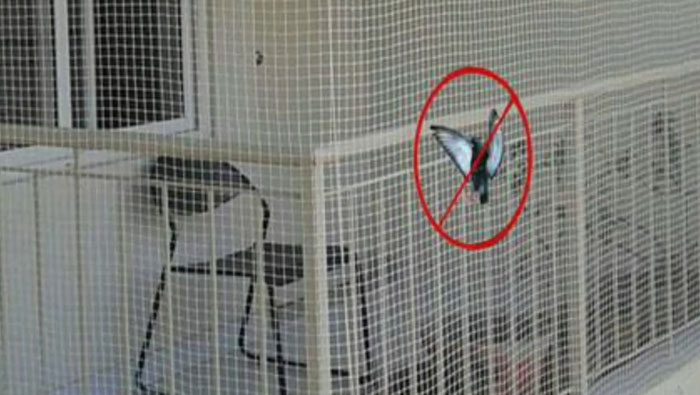 Pigeon safety nets in suchitra