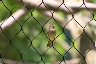 Bird netting in Hyderabad