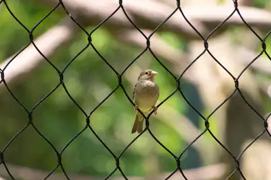 Bird netting in Hyderabad