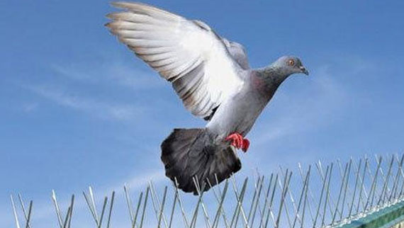 Bird Spikes In mehdipatnam